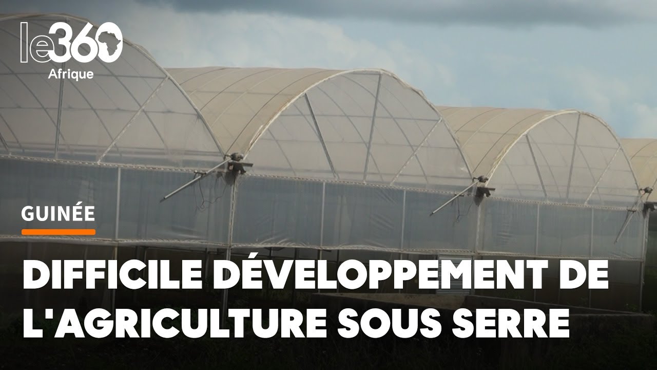 Agriculture en Guinée: sans électricité ni eau, à quoi sert une serre?