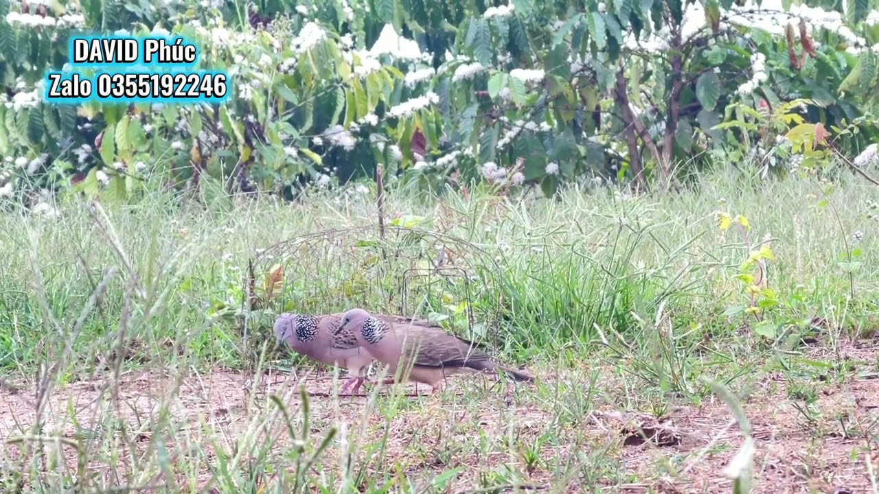 Chim cu gáy Đắklắk. Mồi siêu gù Phong Ấn gặp bổi rừng . Mời anh em chiêm ngưỡng em nó thể hiện 