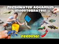 NETTING Freshwater INVERTEBRATES & FEEDING Them To EXOTIC Saltwater FISH!! *Epic*