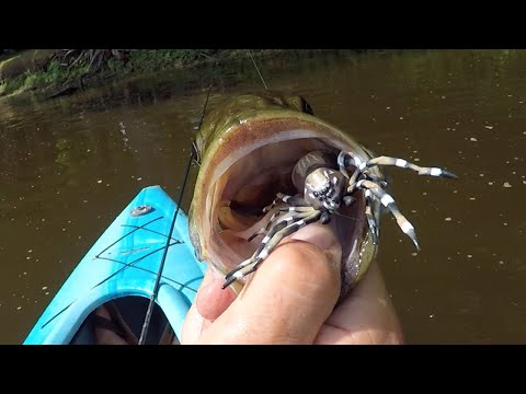 SPIDER BASS! Fishing a TOPWATER Spider Lure for BIG SMALLMOUTH 