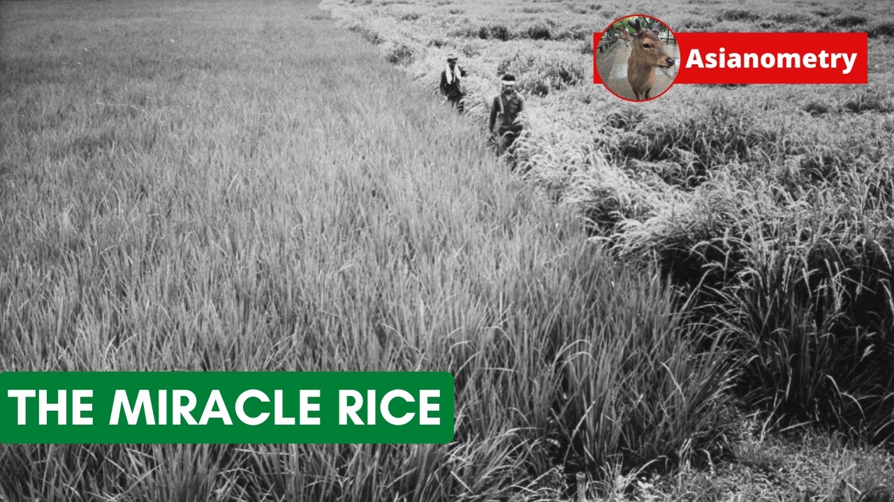 The “Miracle” Rice
