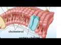 Introduction to the cell membrane