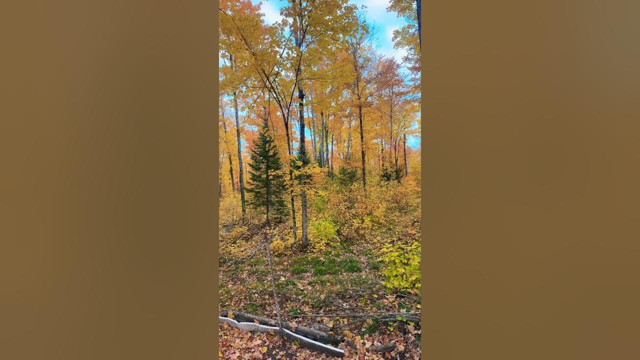  dreamtrackai 10 20 2024 fall season in usa youtube
