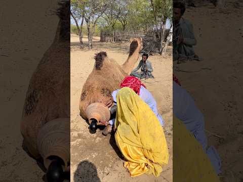 لم يسبق لأحد أن رأى امرأة تلوح ببالون أسود في ذيل جمل لتهدئته