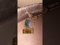 Boa Shedding #petcare #reptiles #snake #boa
