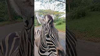Armaha goes to Taman Safari Indonesia II Prigen