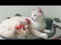 Cats & kittens are 786 & 703 & 602 & 585 & 537 & 461 & 346 & 308 & 208 & 78 & 57 & 369 & 302&200&166