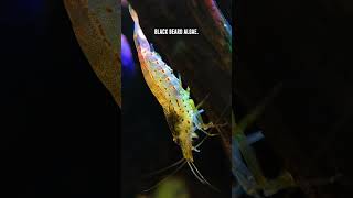 Amano Shrimp Vs Algae - What They Will & Wont Eat