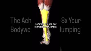 How to Train the Achilles To Jump Higher ❗️