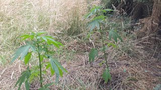 Guerrilla Grow Journey 2022! Need to get down n prop up few plants, worrying times...Crop Due !!