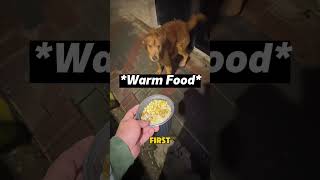 One Small Act Changed This Dog’s Life #kindness #animal #dog