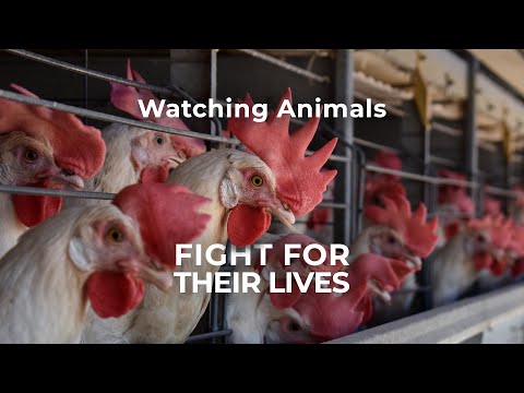 I watched animals fight for their lives in factory farms. ❘ The Humane League & Moving Animals