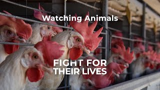 Я видел, как животные борются за свою жизнь на промышленных фермах. ❘ Лига защиты животных и движущиеся животные