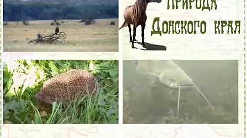 Природа Донского края: заповедники Ростовской области