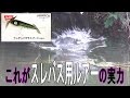 これがスレバス用ルアー？！　ヘドン　ウンデッドザラスプークの威力　プラドコＴＶバス釣り動画　Heddon Wounded Zara Spook