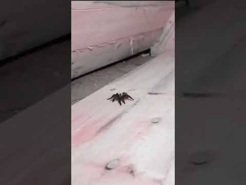 Yüzüme Tarantula Koydular!