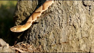 Venomous snake bites Alabama woman twice