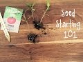 How-To Start Seeds for a Vegetable Garden | IN BETH'S GARDEN