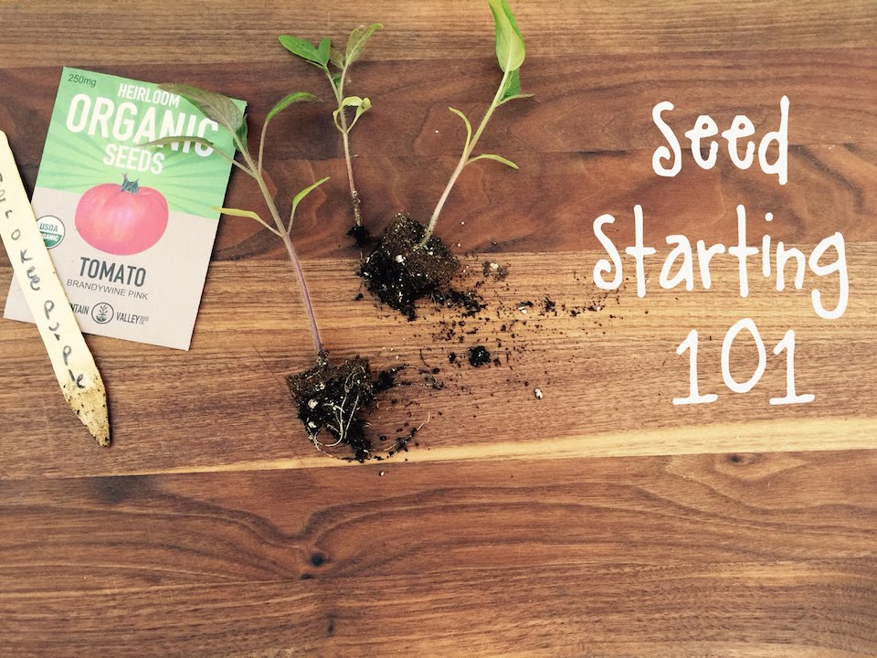 HowTo Start Seeds for a Vegetable Garden IN BETH'S GARDEN YouTube
