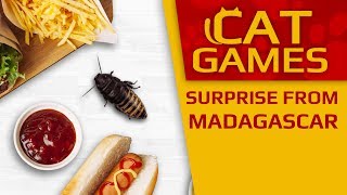 CAT GAMES - Surprise from Madagascar (VIDEOS FOR CATS TO WATCH) 60FPS 4K screenshot 5