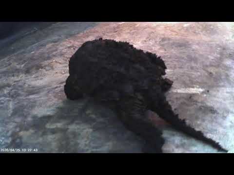 Common snapping turtle behavior (Party Safari) - YouTube