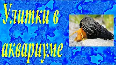 Улитки в аквариуме, стоит ли их содержать. Какие улитки опасны для аквариума.
