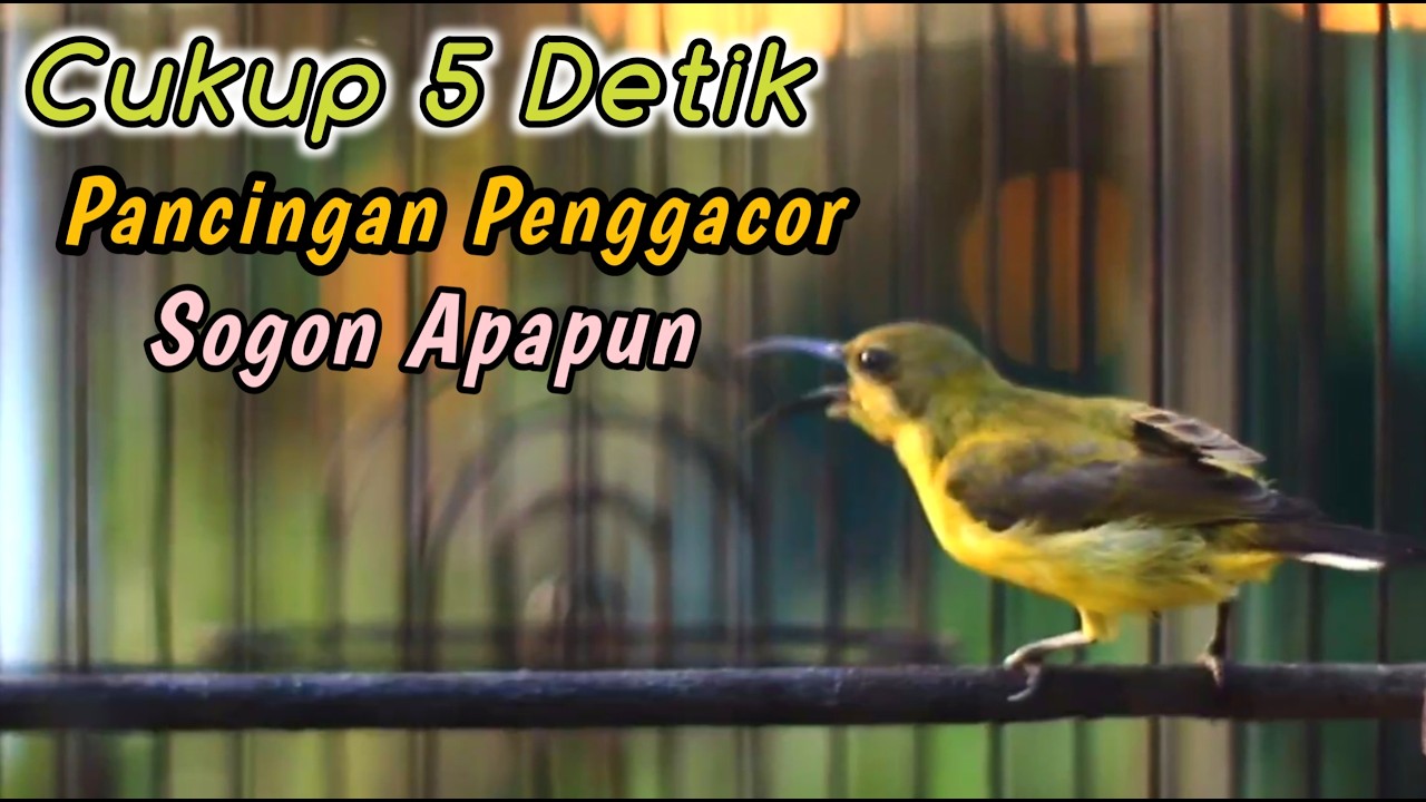 SOGON NGRIWIK NEMBAK PENGGACOR JITU UNTUK SEMUA SOGONMU‼️PANCINGAN PENGGACOR SOGON TROTOL JITU