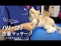【獣医師が教える】ネコうっとり!ハリ・コリほぐしマッサージ