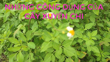 CÔNG DỤNG CHỮA BỆNH CỦA CÂY XUYẾN CHI BẠN BIẾT CHƯA