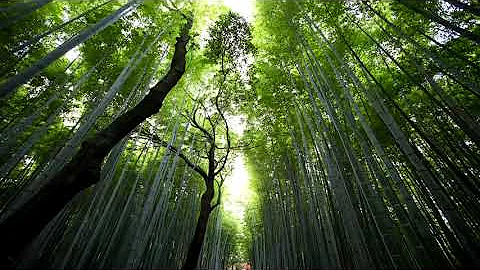 Enjoy of SHINGO NAKAMURA (2 Hour Mix)
