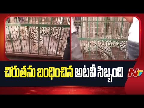 Haryana: హర్యానాలో చిరుతను బంధించిన అటవీ సిబ్బంది | NTV Telugu - NTVTELUGU