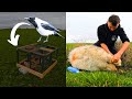 A LARSEN CROW TRAP IN ACTION - Video 2 Lambing 24