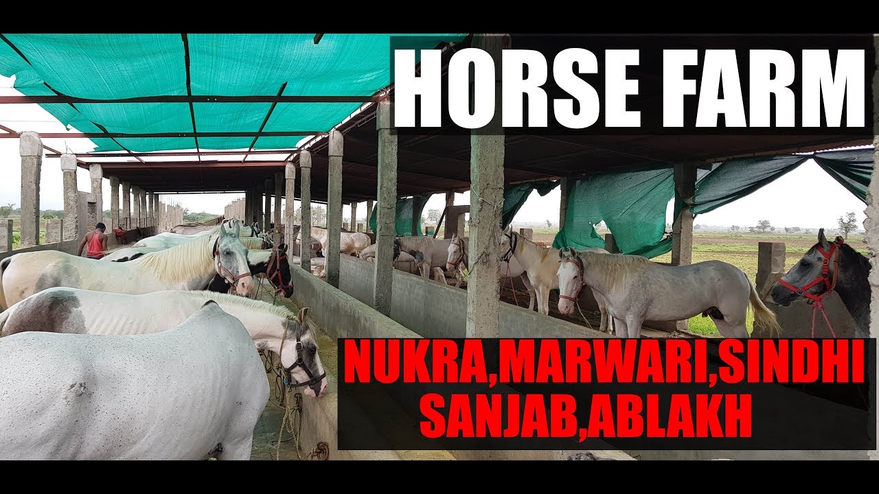 Tour of Horse farm at Gujarat India YouTube
