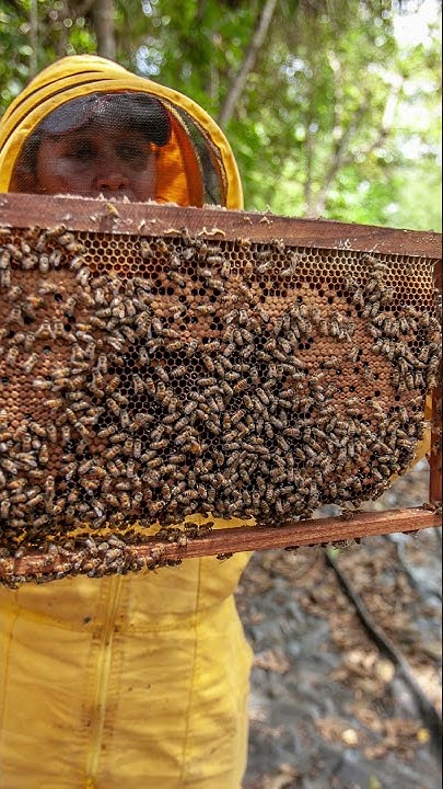 why-do-humans-need-honey-bees-to-survive-youtube