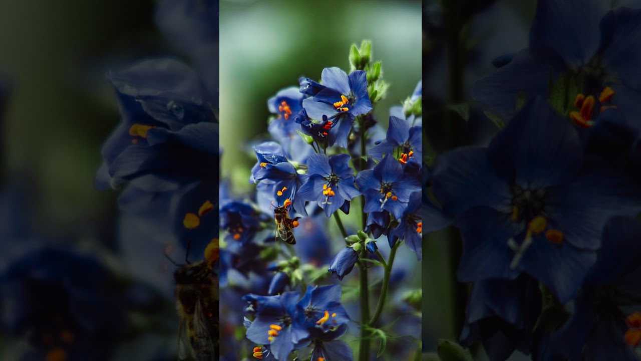 Why do Humans need Honey Bees to survive? YouTube