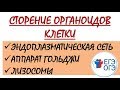 СТРОЕНИЕ ЭПС, АГ И ЛИЗОСОМ (ЕГЭ И ОГЭ ПО БИОЛОГИИ)