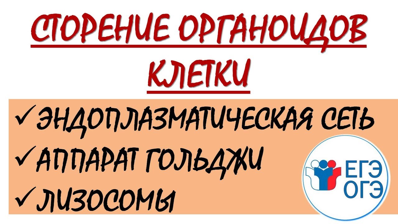 СТРОЕНИЕ ЭПС, АГ И ЛИЗОСОМ (ЕГЭ И ОГЭ ПО БИОЛОГИИ) - YouTube