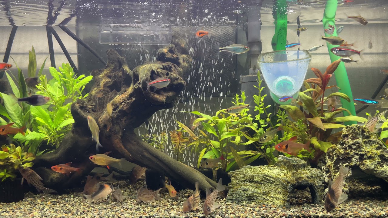 アクアリウム 癒し熱帯魚水槽 ディナータイム 4k Relaxing Aquarium 122 Youtube