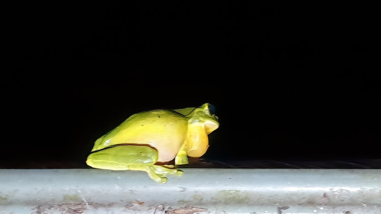 Australia 2020, The Bush Orchestra