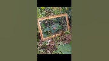 bird vs mirror funny reaction video 🤣🤣 #birds #funnybirds #nature #funny #shorts