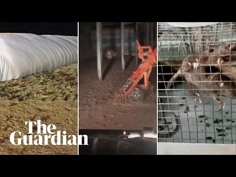 Mouse plague runs rampant in eastern Australia