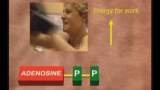 Energy Systems - An introduction to ATP and energy systems