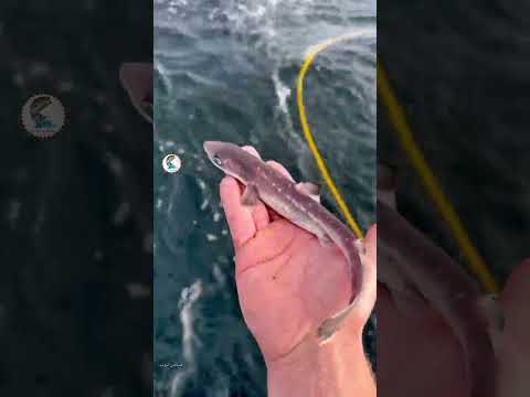 النوع الوحيد من أسماك القرش السامة كلب البحر الشوكي