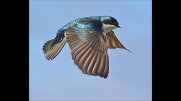 Tree Swallows