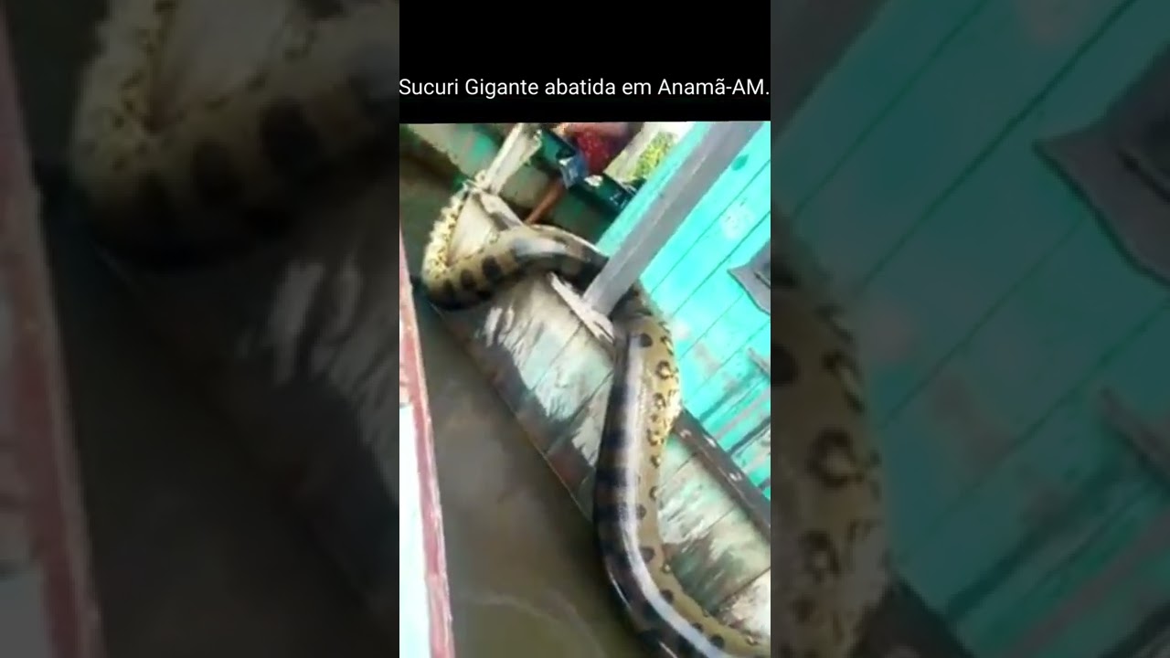 Sucuri Gigante abatida em AM