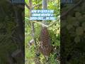 How To Catch A Bee Swarm With No Queen Cage And No Skill! #savethebees #smallholding #honeybees