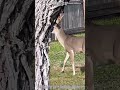 #deer