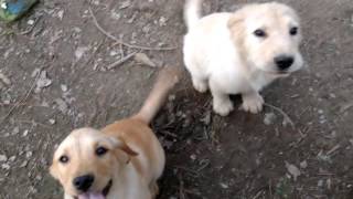 Puppies - Buzz, Bear, Bell, Birdy, Bess, Bunny