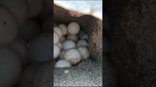 Olive ridley Sea Turtle - Laying eggs
