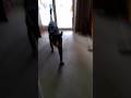 Chucky arrived walks past the kraken #cat #shorts